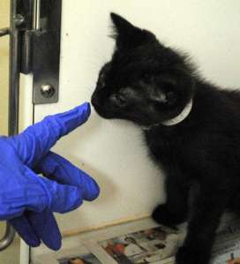 A shelter staff member interacts with an inquisitive, jet-black kitten. (Christina Kelso/ The Florida Times-Union) 