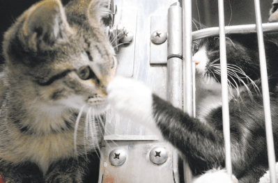 As one resident of Kitten University leans out of his cage during feeding time, his curiosity confronts the paw of a cage-side companion. (Christina Kelso/ The Florida TImes-Union) 