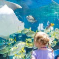 SAR_NEW_052717_Aquarium_01_lede