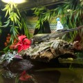 SAR_NEW_061217_Gharial_01_print